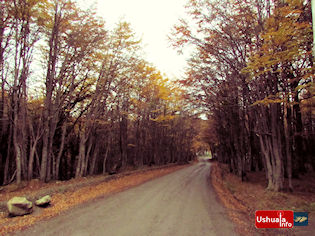 17:37 hs. Un camino ocre de lengas. Andorra, Ushuaia.