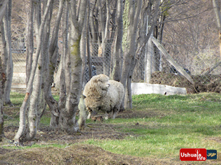 16:05 hs. Una oveja pasta entre lengas en la Granja de Andorra