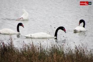 15:55 hs. cisnes de cuello negro en el río Lapataia