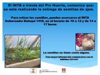 El programa Pro Huerta distribuye semillas de ajo