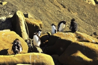 Brindan recomendaciones para observar pingüinos en la Reserva Provincial Costa Atlántica 