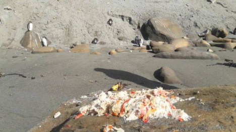 Solicitan no alimentar a los pingüinos en Cabo Domingo
