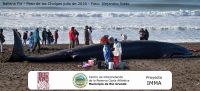 Río Grande: convocan a colaborar en la recuperación de una osamenta de ballena