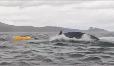Un encuentro inesperado: Ballena jorobada engulle y expulsa a joven en aguas de Punta Arenas