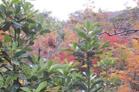 La UNTDF invita a plantar canelos en una jornada por el cuidado del ambiente